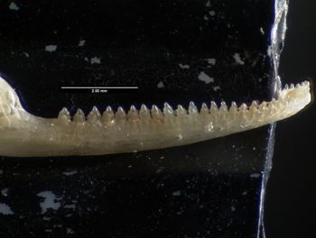 Media type: image;   Herpetology R-184660
